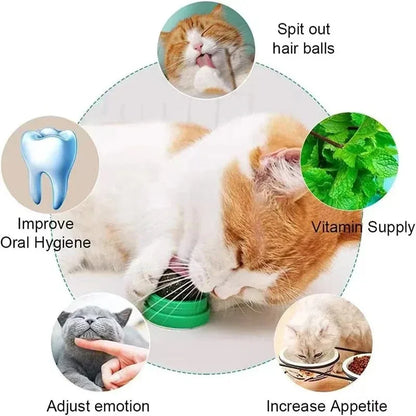 Natural Catnip Scratching Post for Cat Scrapers Cat Wall Sticker Ball Toy Scraper Cats Pet Products Therapeutic Healthy Toys Hom